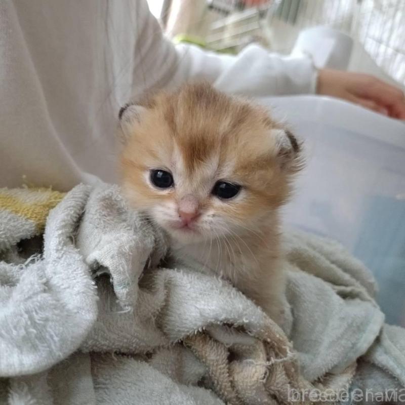 販売中の大阪府のブリティッシュショートヘア-140252の7枚目