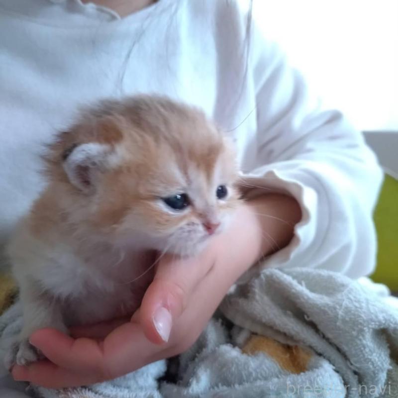 販売中の大阪府のブリティッシュショートヘア-140252の6枚目