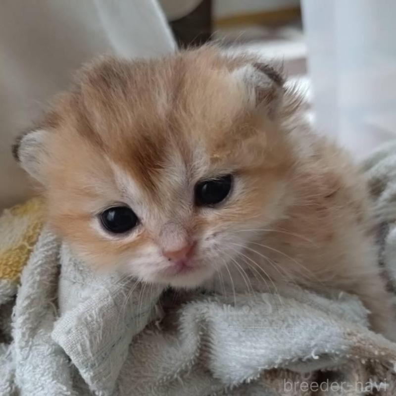 販売中の大阪府のブリティッシュショートヘア-140252の5枚目