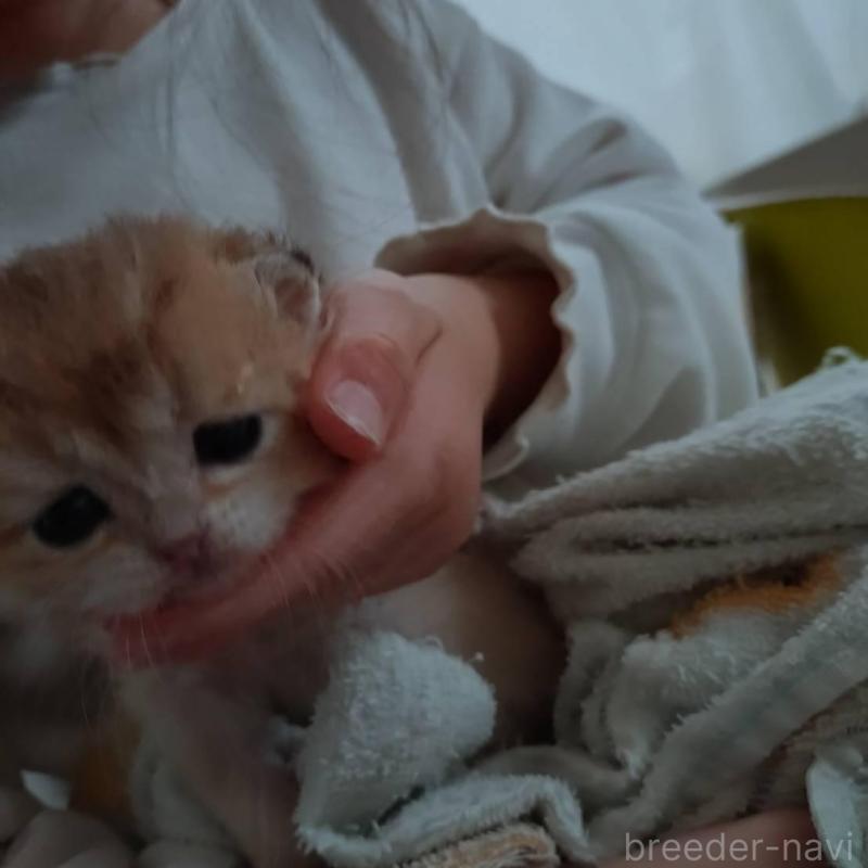 販売中の大阪府のブリティッシュショートヘア-140252の4枚目