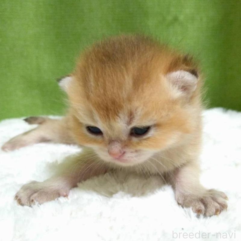 販売中の大阪府のブリティッシュショートヘア-140252の3枚目