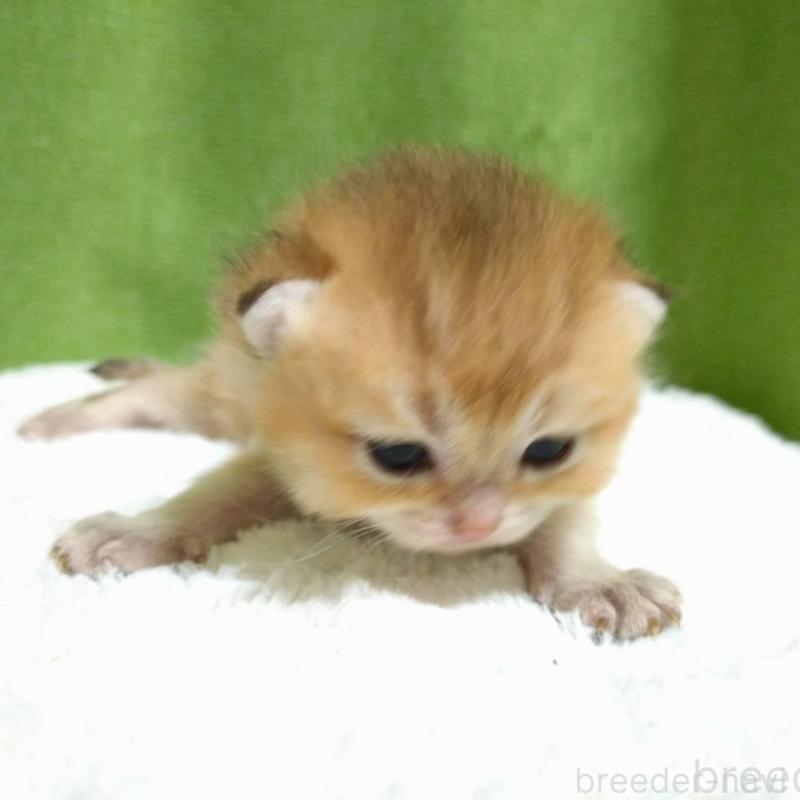 販売中の大阪府のブリティッシュショートヘア-140252の2枚目