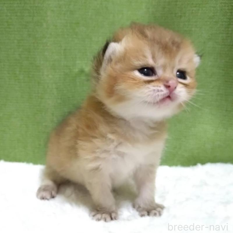 販売中の大阪府のブリティッシュショートヘア-140253の1枚目