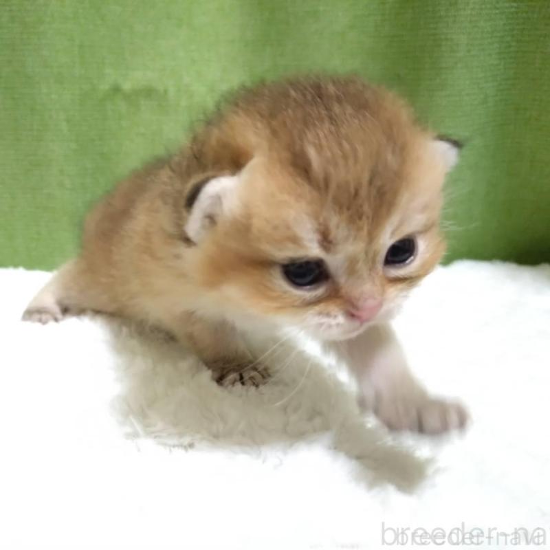 販売中の大阪府のブリティッシュショートヘア-140253の8枚目