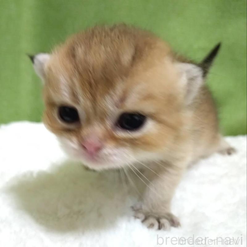 販売中の大阪府のブリティッシュショートヘア-140253の7枚目