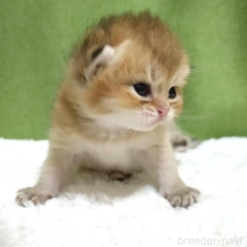 販売中の大阪府のブリティッシュショートヘア-140253の6枚目