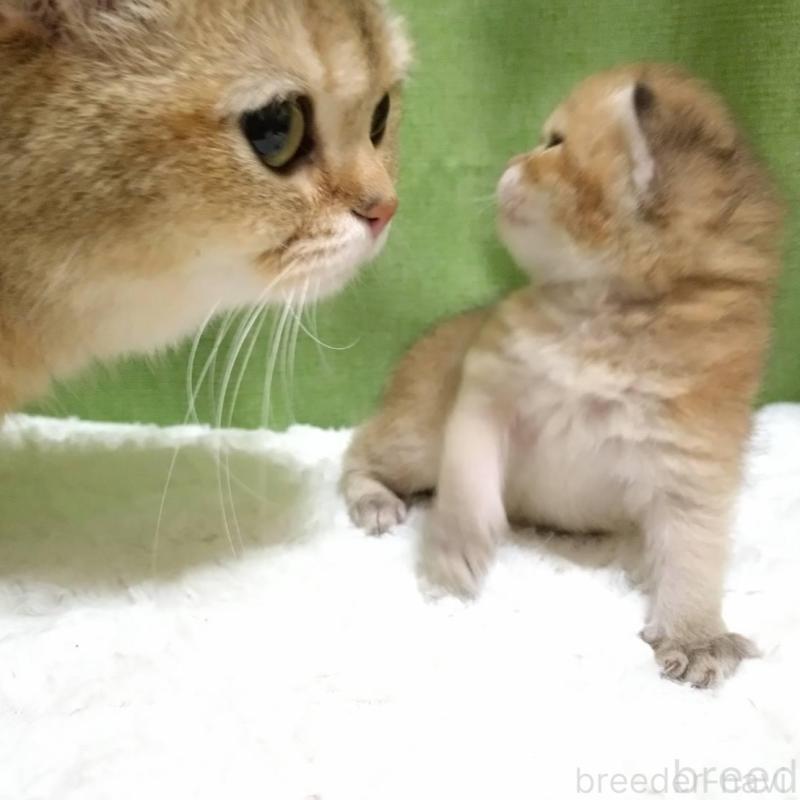 販売中の大阪府のブリティッシュショートヘア-140253の5枚目