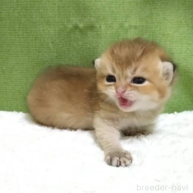 販売中の大阪府のブリティッシュショートヘア-140253の4枚目