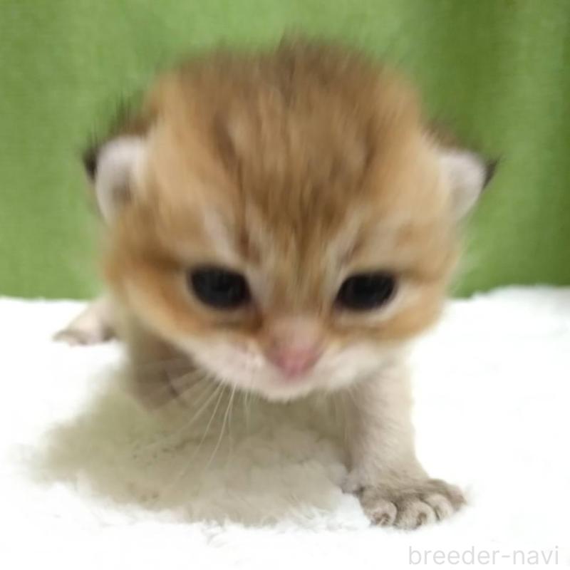 販売中の大阪府のブリティッシュショートヘア-140253の3枚目