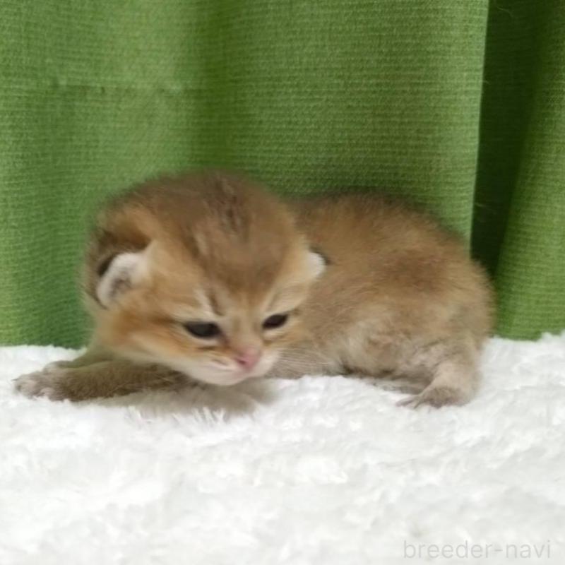 販売中の大阪府のブリティッシュショートヘア-140253の2枚目