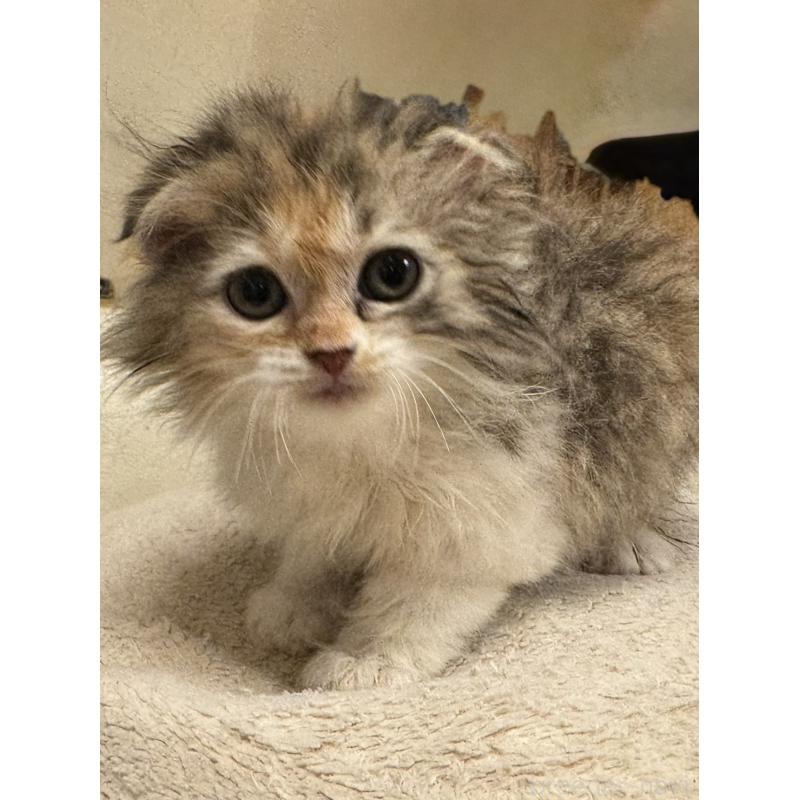販売中の東京都のスコティッシュフォールド(折れ耳)-140254の3枚目