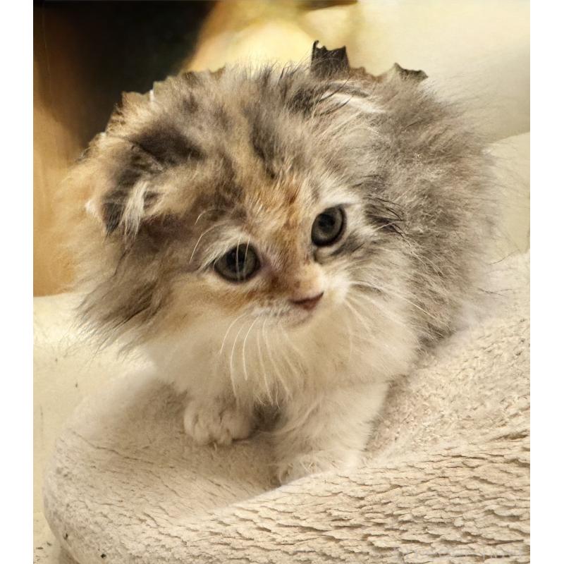 販売中の東京都のスコティッシュフォールド(折れ耳)-140254の2枚目