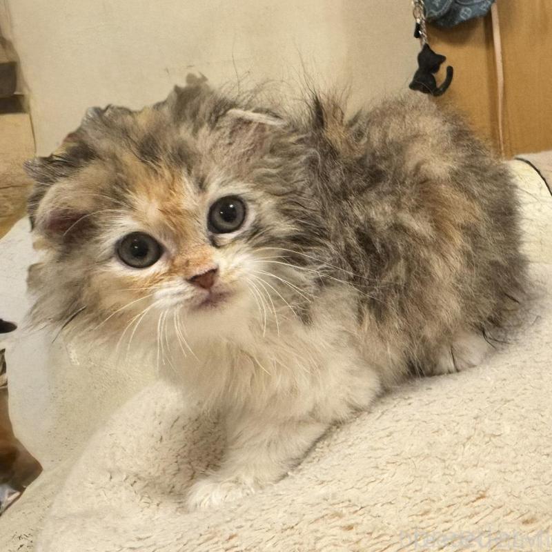 販売中の東京都のスコティッシュフォールド(折れ耳)-140254の1枚目