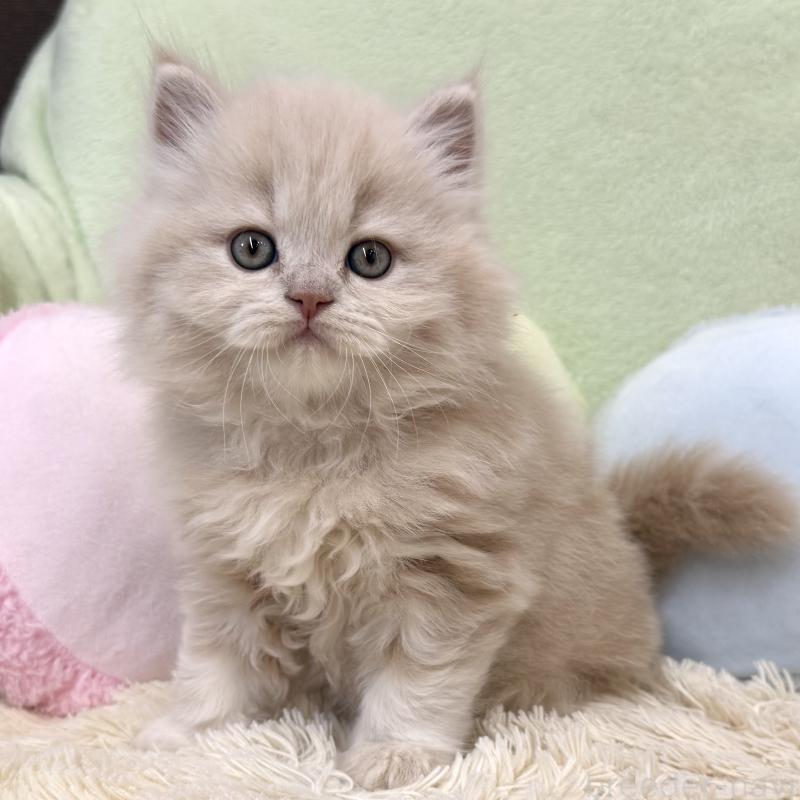 販売中の大阪府のブリティッシュロングヘア-138988