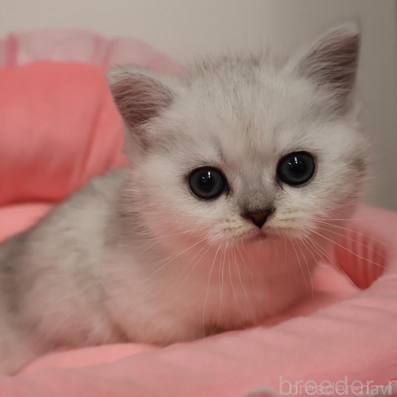 販売中の東京都のミヌエット(短足)-140257