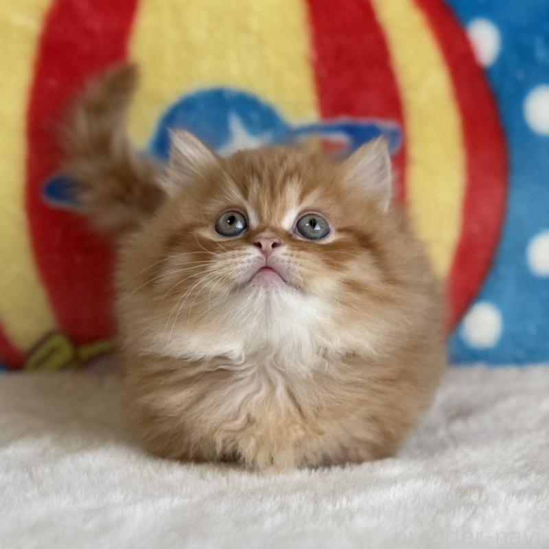 販売中の愛知県のマンチカン(短足)-140258の5枚目