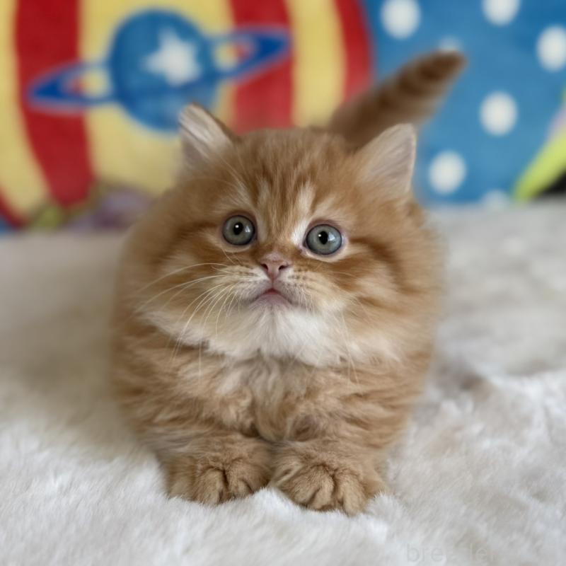 販売中の愛知県のマンチカン(短足)-140258の1枚目