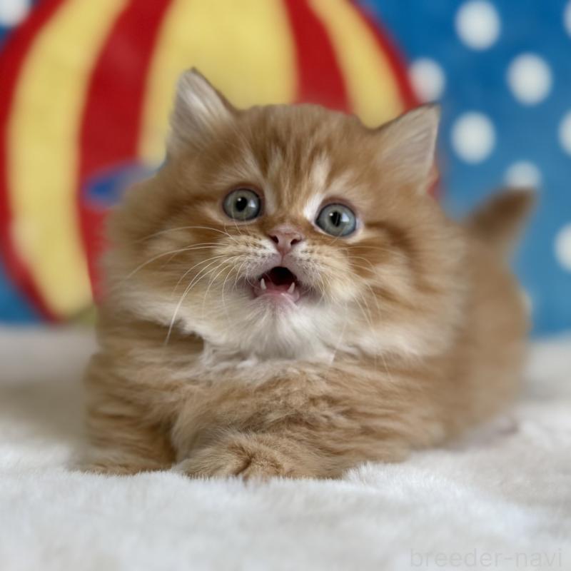 販売中の愛知県のマンチカン(短足)-140258の4枚目