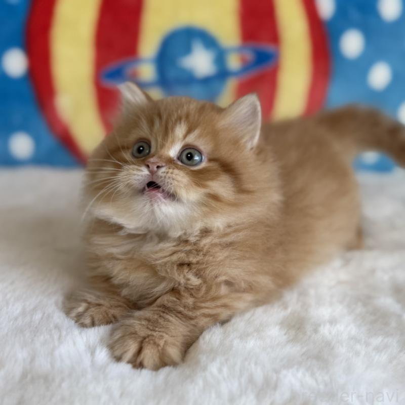 販売中の愛知県のマンチカン(短足)-140258の3枚目