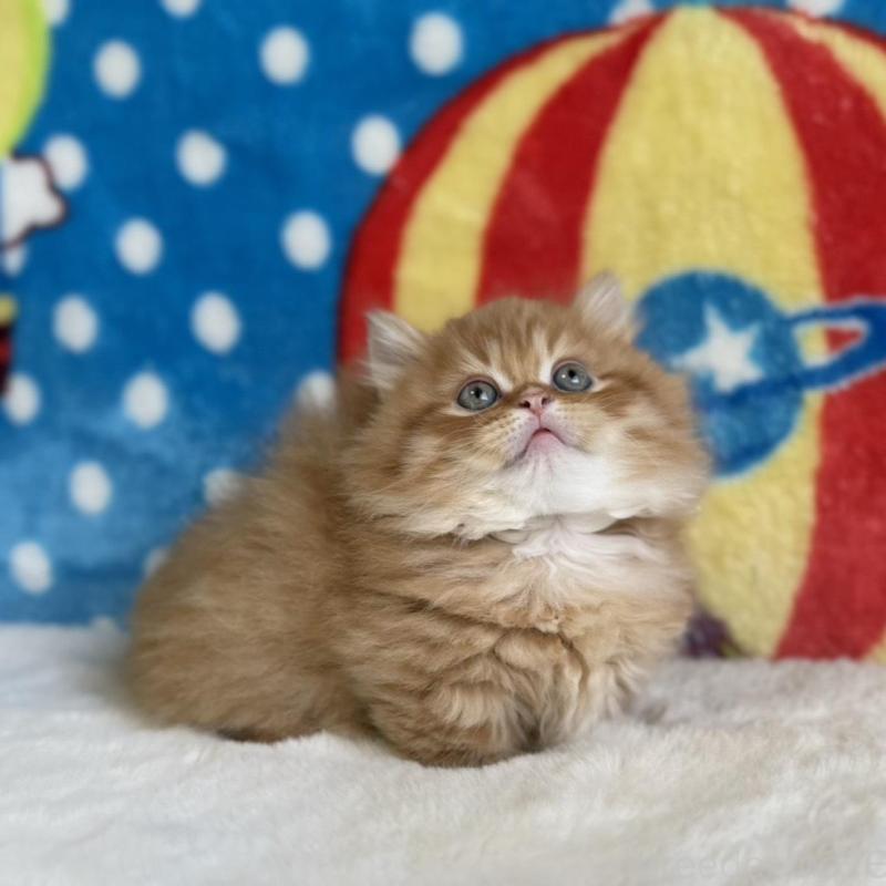 販売中の愛知県のマンチカン(短足)-140258の2枚目