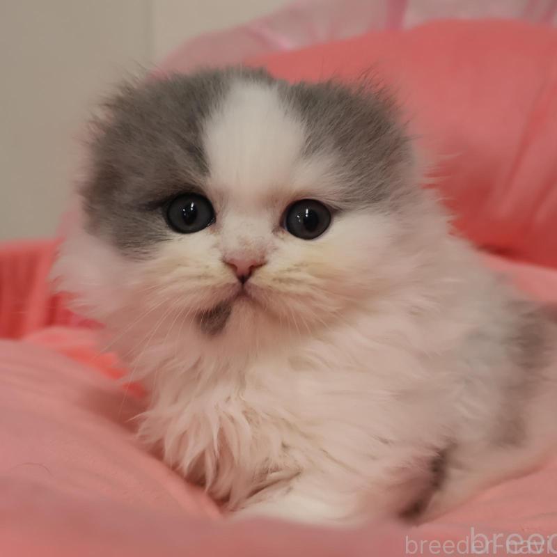 販売中の東京都のスコティッシュフォールド(折れ耳)-140259の1枚目