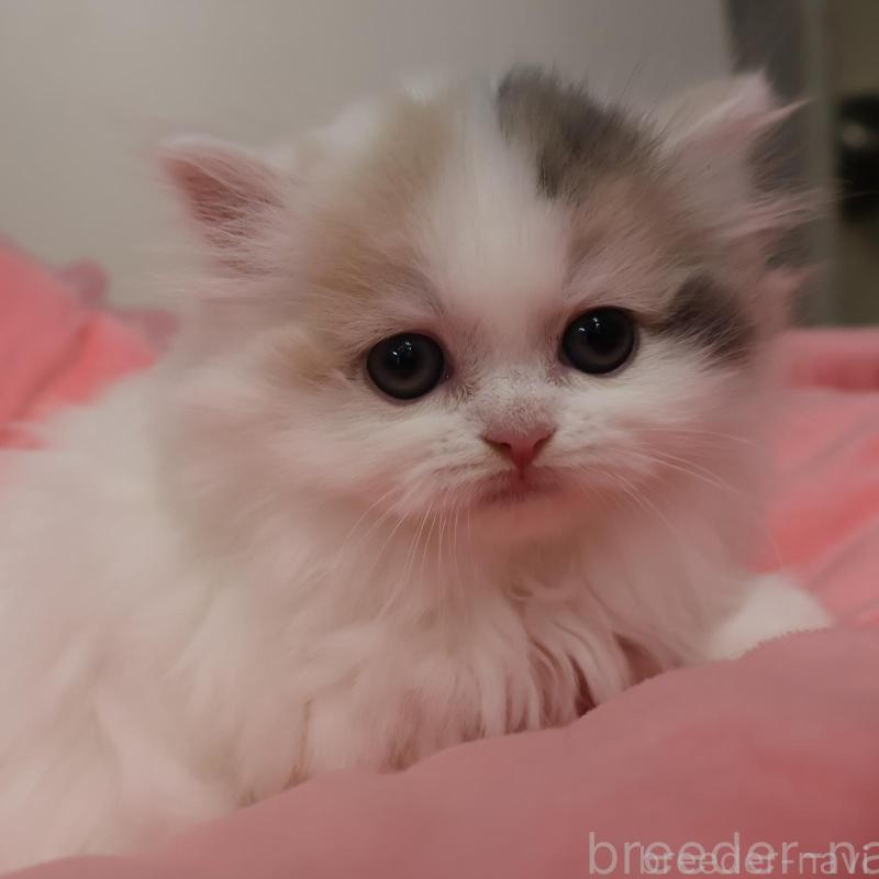 販売中の東京都のミヌエット(短足)-140260