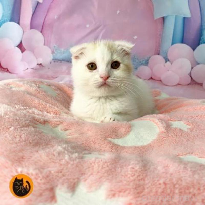 販売中の大阪府のスコティッシュフォールド(折れ耳)-140261の1枚目