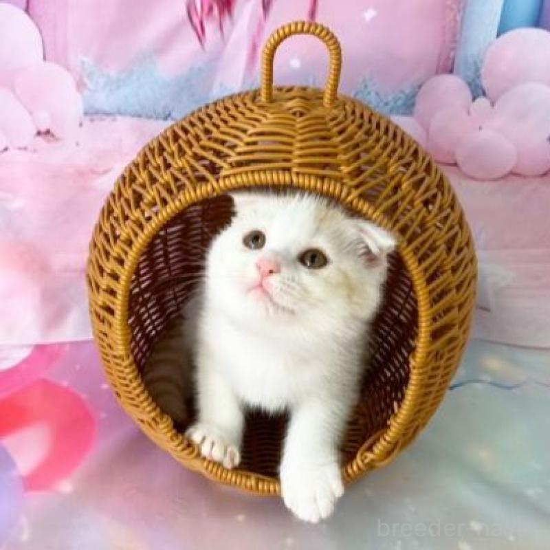 販売中の大阪府のスコティッシュフォールド(折れ耳)-140261の6枚目