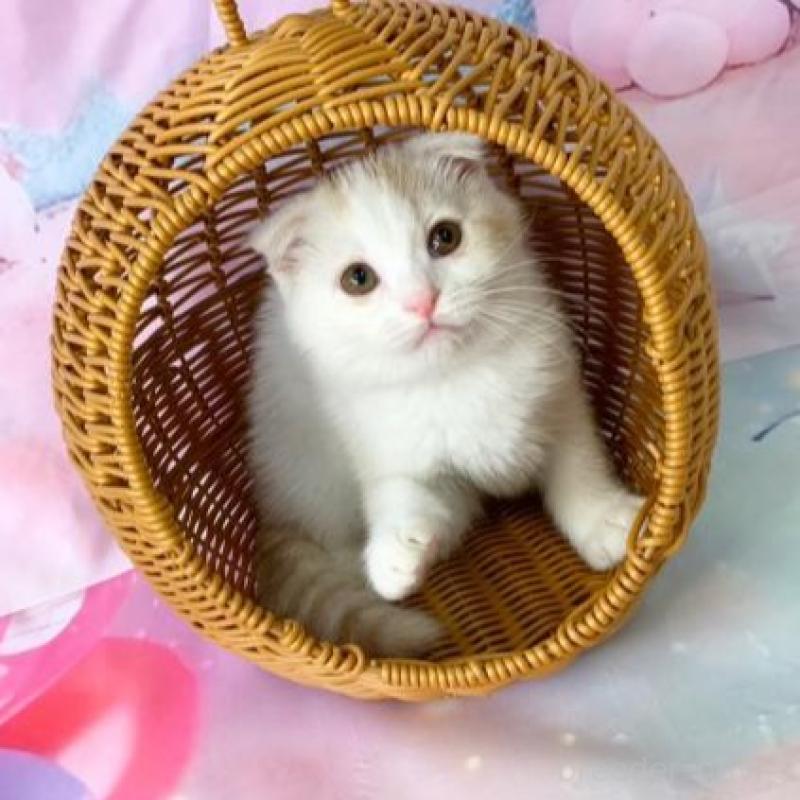 販売中の大阪府のスコティッシュフォールド(折れ耳)-140261の5枚目