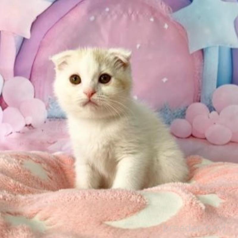 販売中の大阪府のスコティッシュフォールド(折れ耳)-140261の4枚目