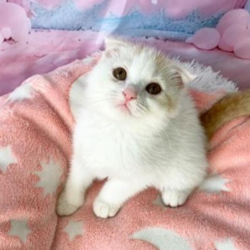 販売中の大阪府のスコティッシュフォールド(折れ耳)-140261の3枚目