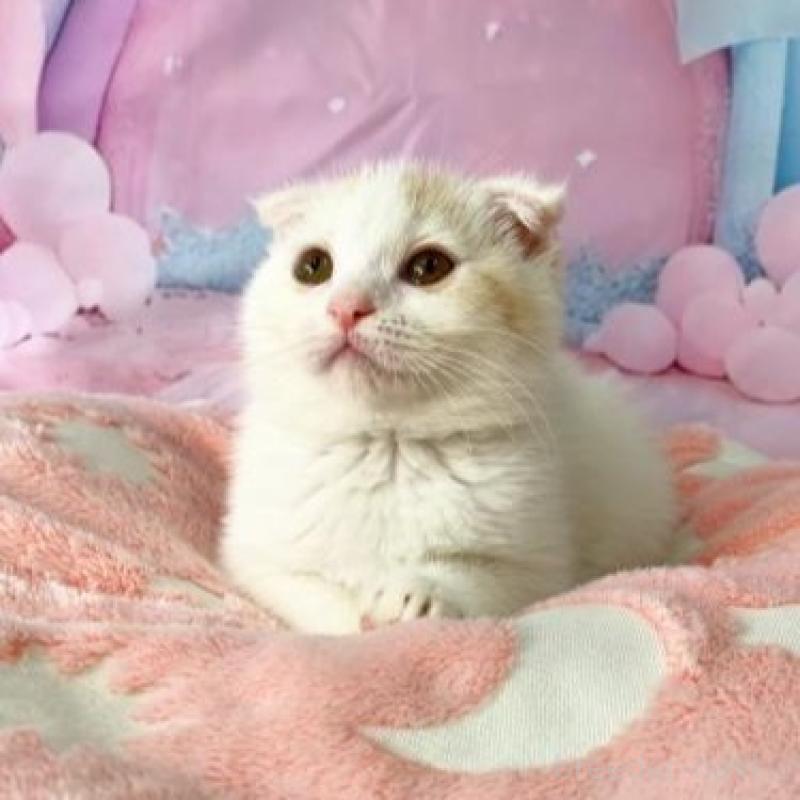 販売中の大阪府のスコティッシュフォールド(折れ耳)-140261の2枚目