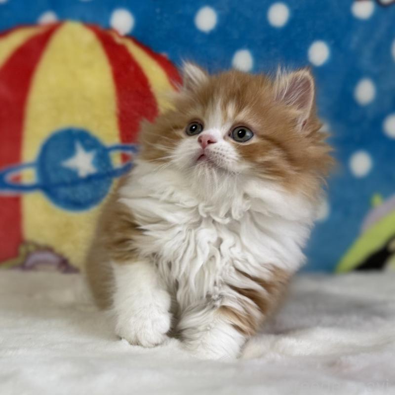 販売中の愛知県のマンチカン-140262の5枚目