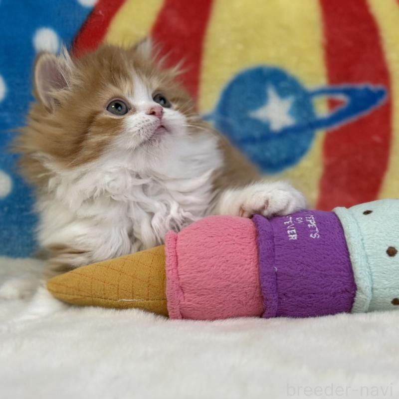 販売中の愛知県のマンチカン-140262の4枚目