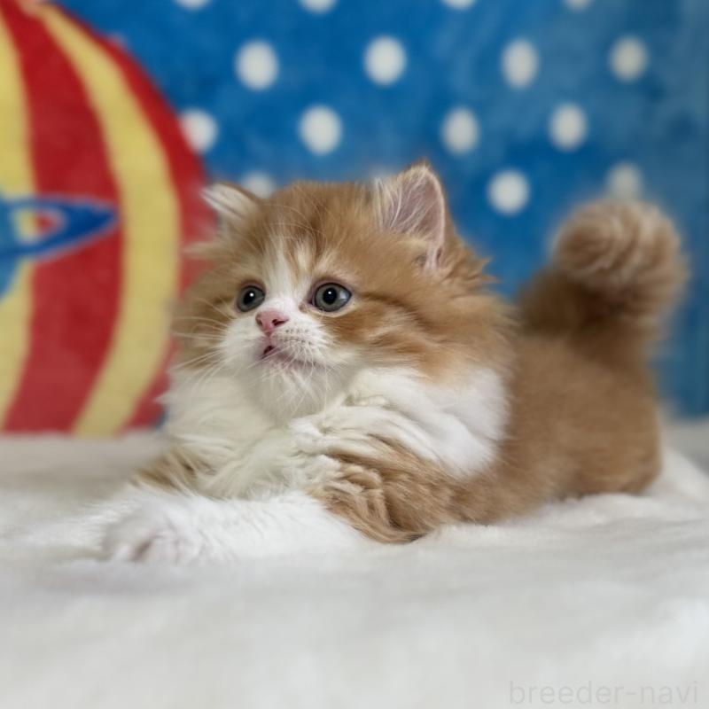 販売中の愛知県のマンチカン-140262の3枚目