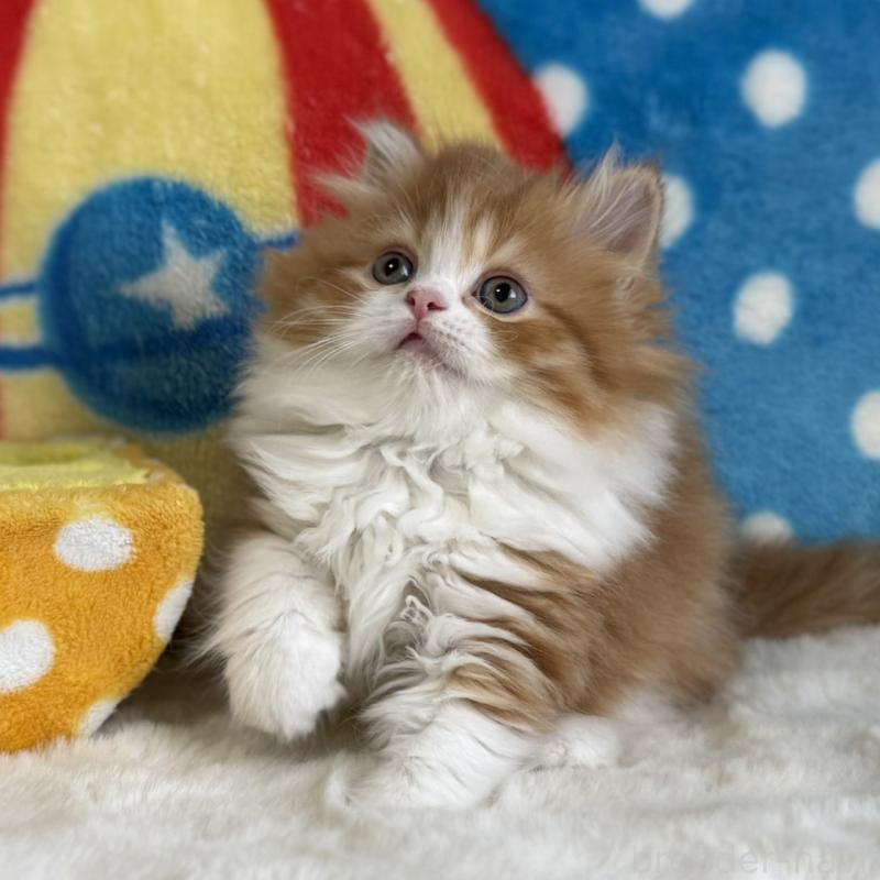 販売中の愛知県のマンチカン-140262