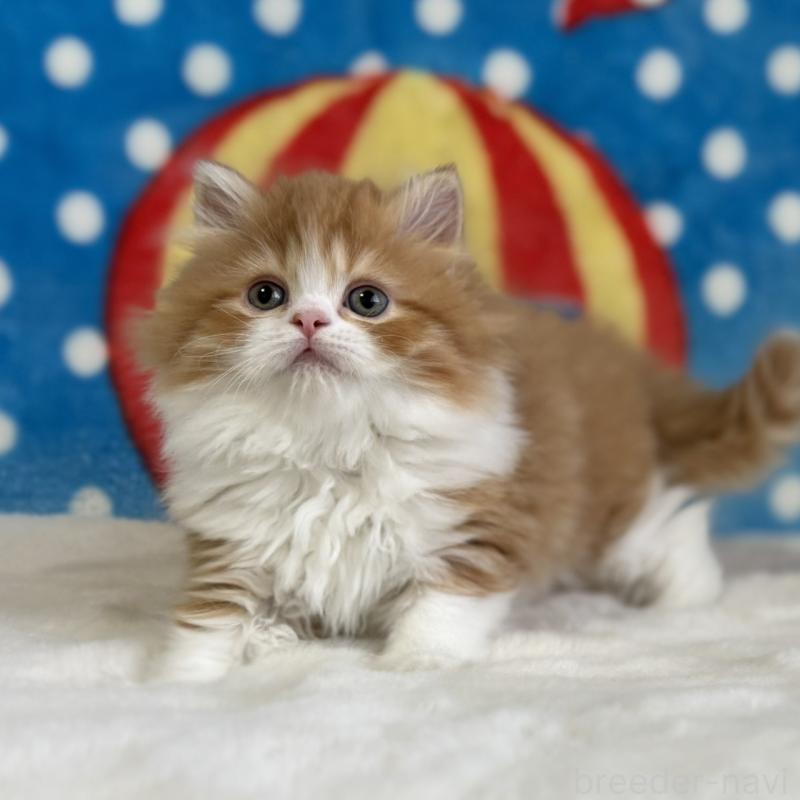 販売中の愛知県のマンチカン-140262の2枚目