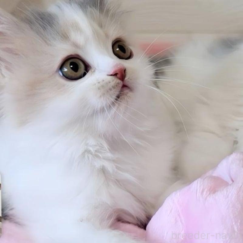 販売中の愛媛県のミヌエット-140263の6枚目