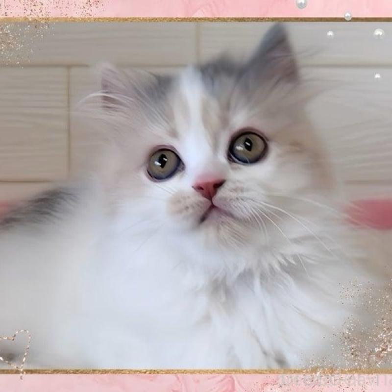 販売中の愛媛県のミヌエット-140263の5枚目