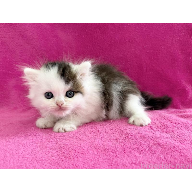 販売中の愛知県のスコティッシュフォールド-139324