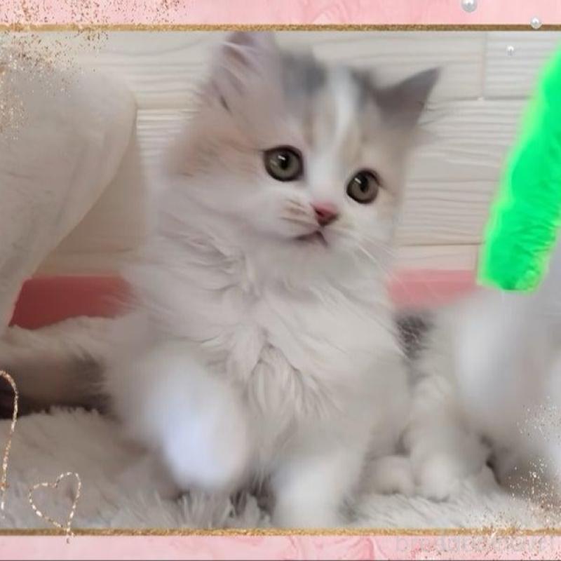 販売中の愛媛県のミヌエット-140263の4枚目