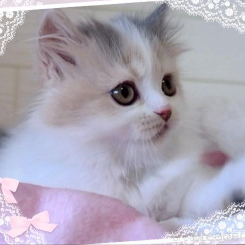 販売中の愛媛県のミヌエット-140263の3枚目