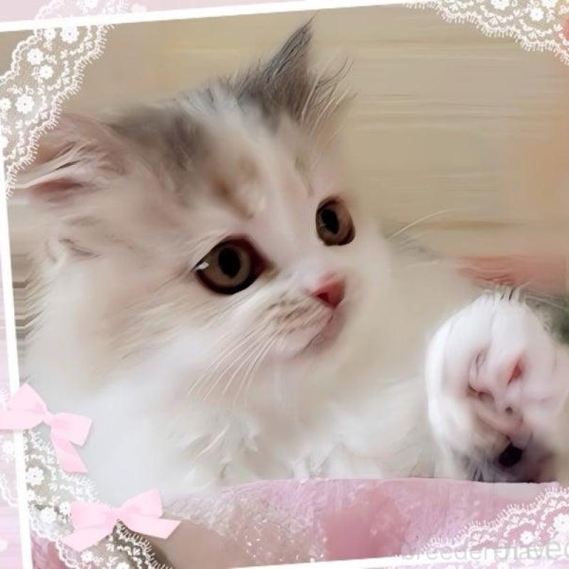 販売中の愛媛県のミヌエット-140263の1枚目