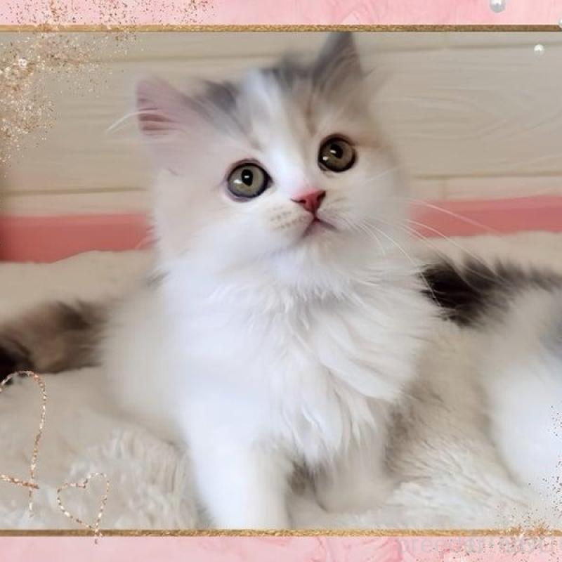 販売中の愛媛県のミヌエット-140263の2枚目