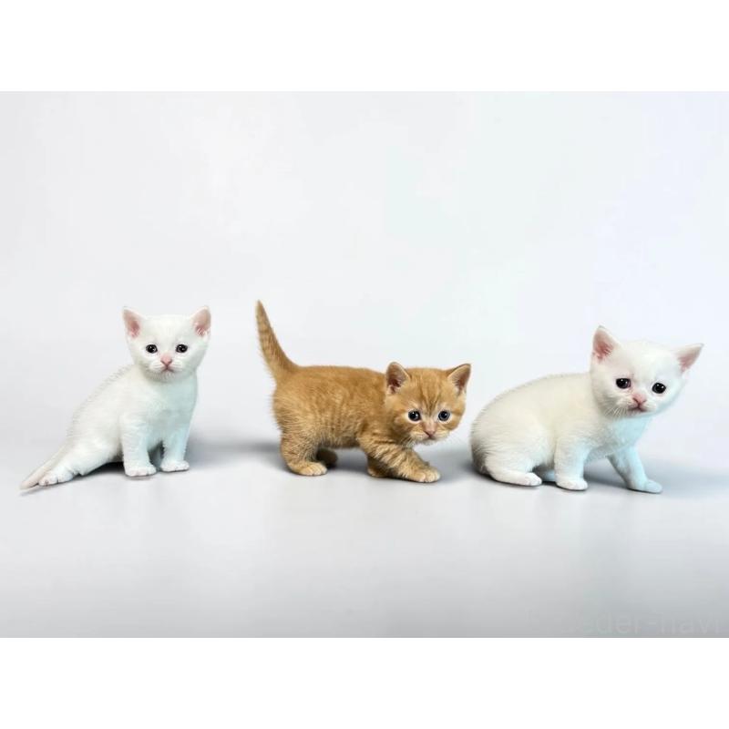 販売中の茨城県のスコティッシュフォールド-140264の6枚目