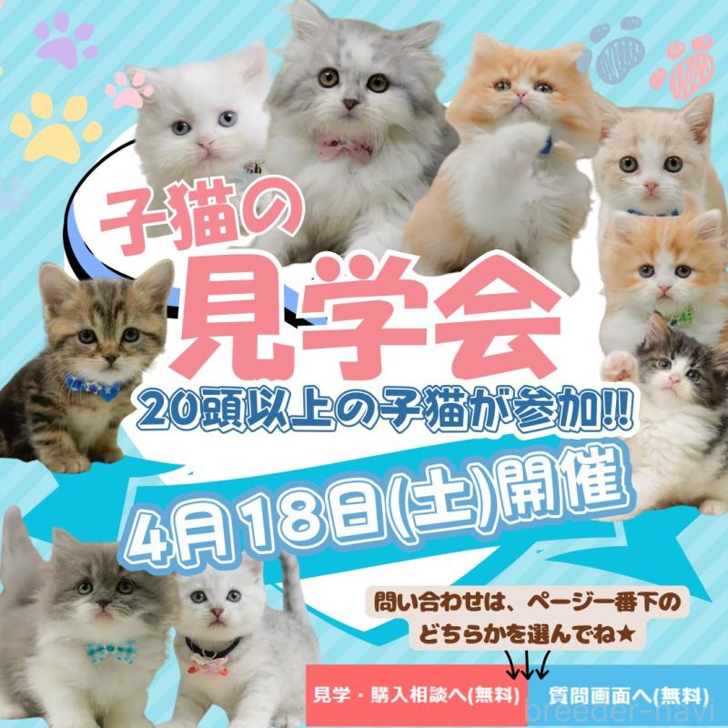 販売中の神奈川県のミックス-139877の3枚目