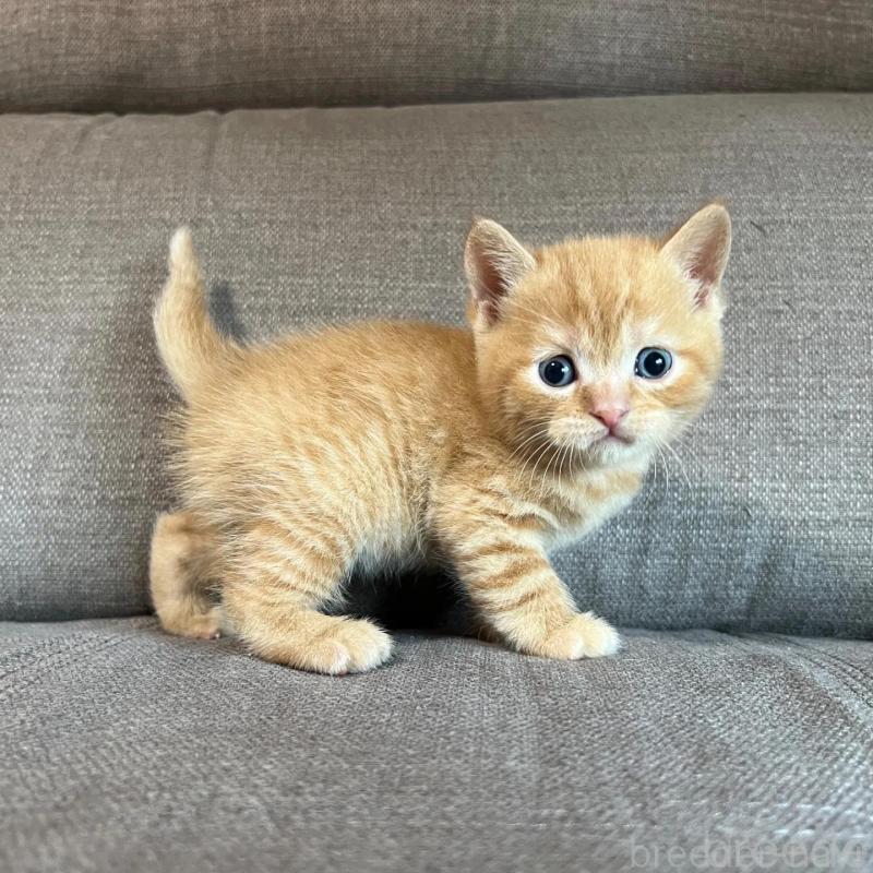 販売中の茨城県のスコティッシュフォールド-140264の5枚目