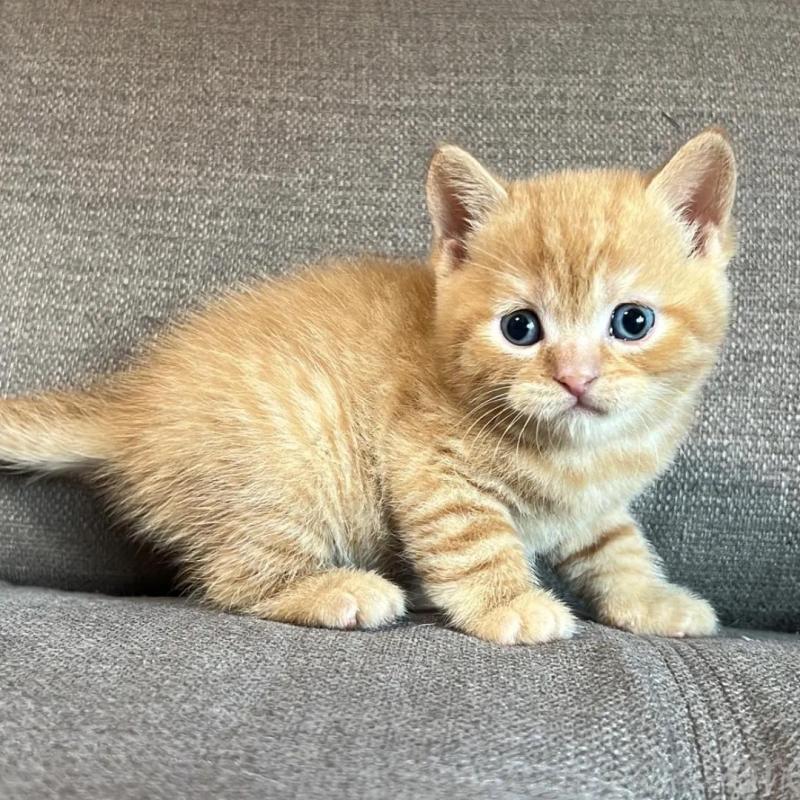 販売中の茨城県のスコティッシュフォールド-140264の4枚目