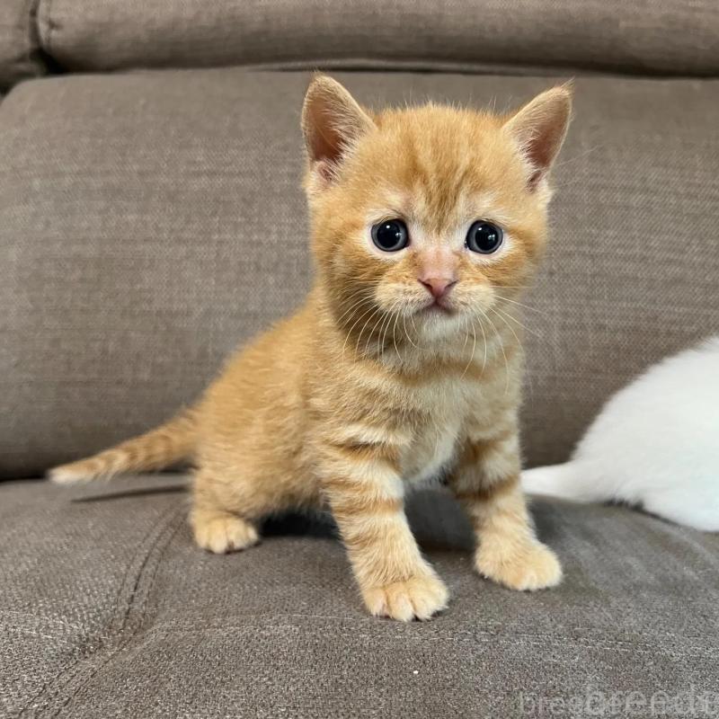 販売中の茨城県のスコティッシュフォールド-140264の3枚目