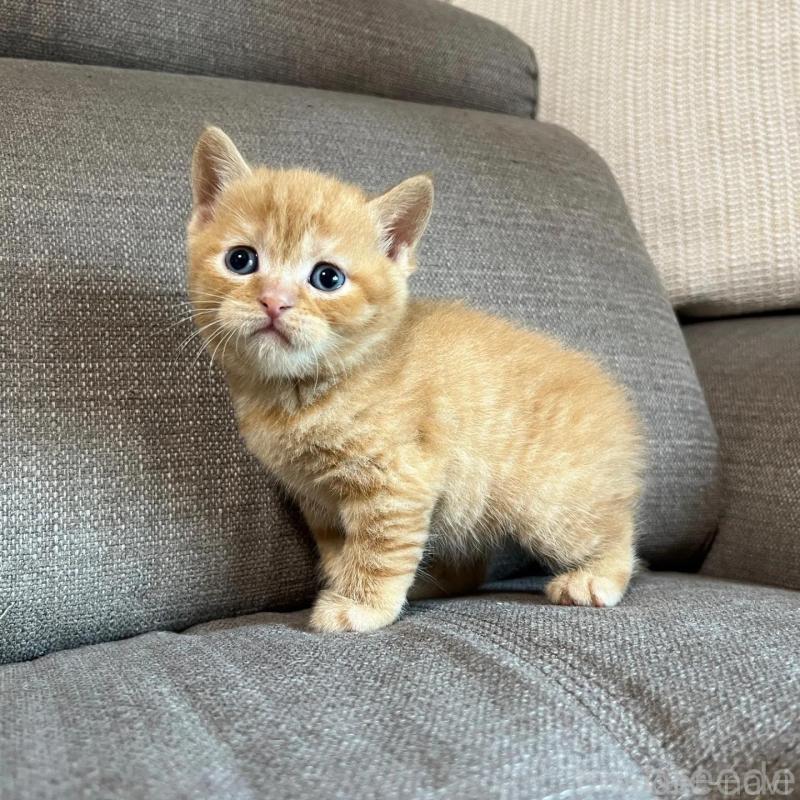 販売中の茨城県のスコティッシュフォールド-140264の2枚目